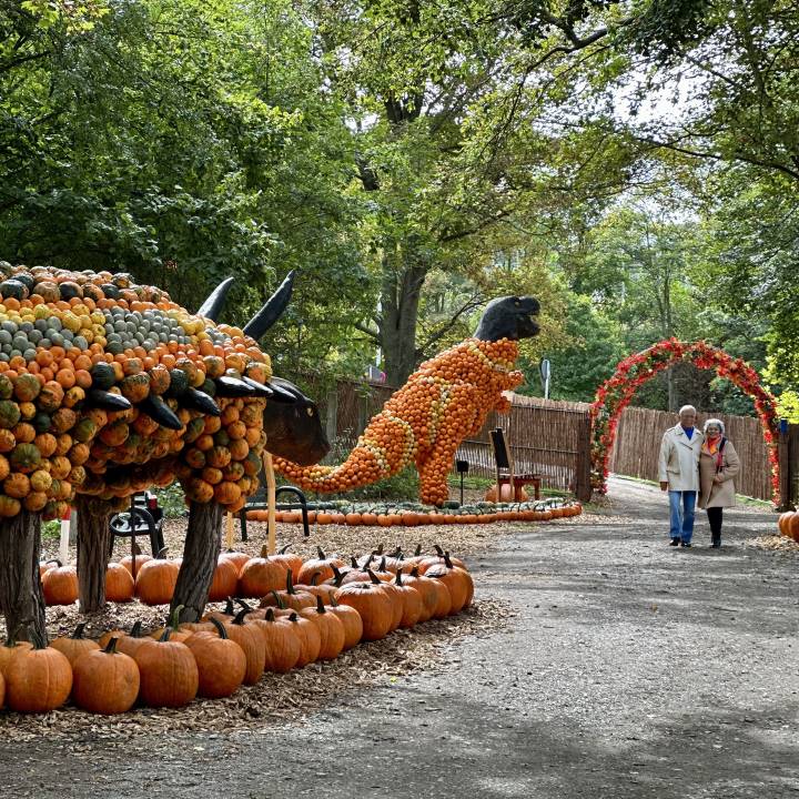 Sachsens größte Kürbis-Ausstellung